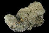 Pyrite Encrusted Ammonite Fossil - Russia #181220-1